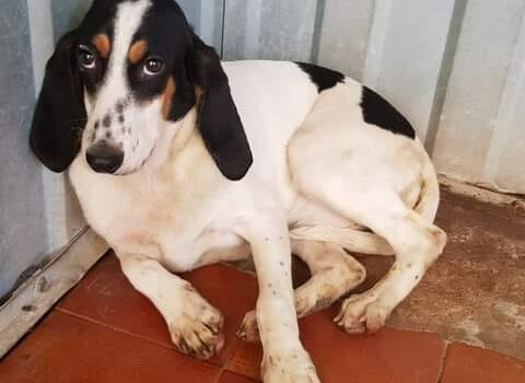 Cadela com cerca de 6-7 meses, recolhida em Juncal do Campo sem qualquer tipo de