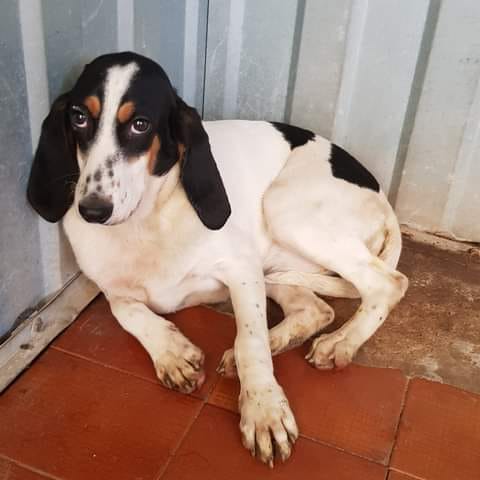 Cadela com cerca de 6-7 meses