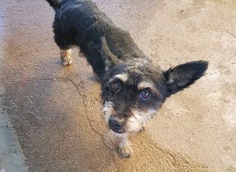 Cão com cerca de 7 - 8 anos bastante meigo, recolhido na Avenida do Empresário s