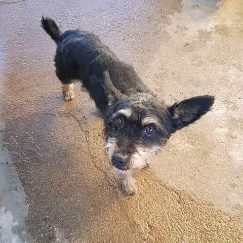 Cão com cerca de 7 - 8 anos bastante meigo