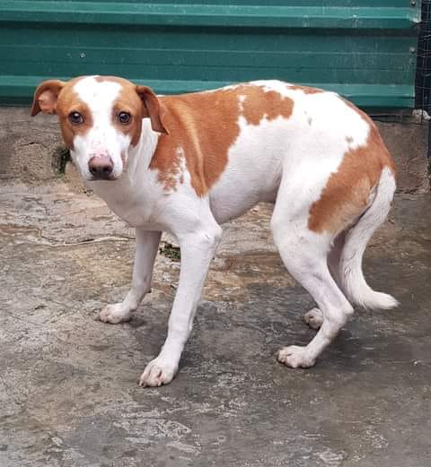 Cão macho com cerca de 2, 3 anos