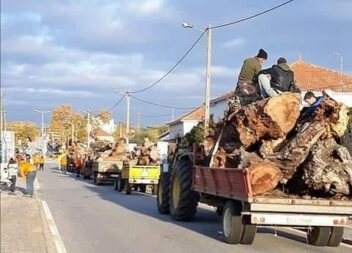 Como manda a tradição, o madeiro de Medelim será 'arrancado' de 7 para 8 de Deze