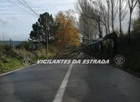 Covilhã: Vento forte provoca queda de árvore na EM 512