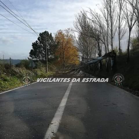 Covilhã: Vento forte provoca queda de árvore na EM 512