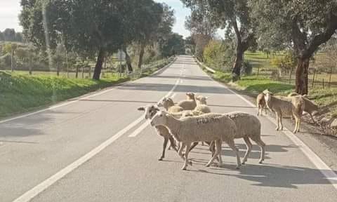 Cuidado redobrado! Animais na estrada, no cruzamento Mata / Escalos de Baixo