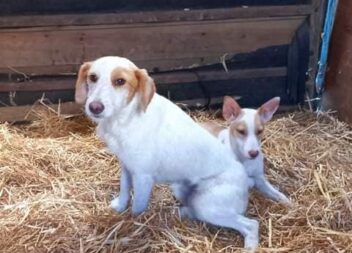 Dois cães foram encontrados, à beira de uma floresta de eucaliptos, não muito lo