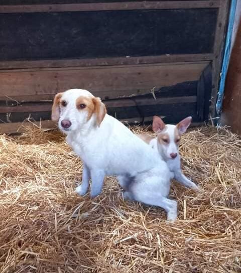 Dois cães foram encontrados, à beira de uma floresta de eucaliptos