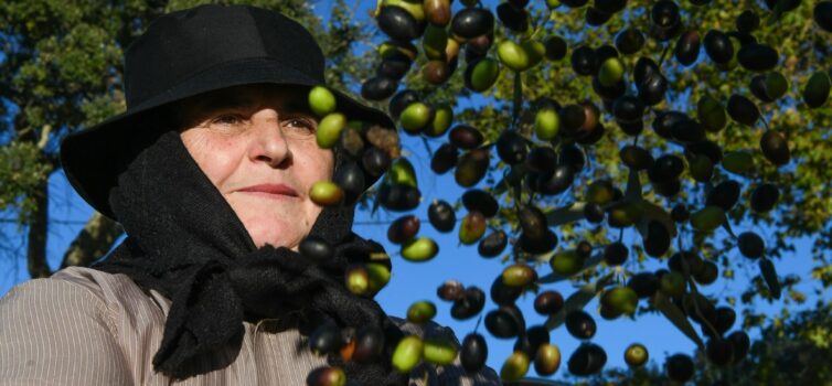 Feira do Azeite e da Azeitona em Malpica do Tejo