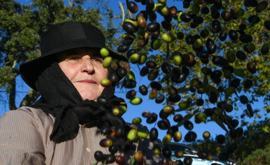 Feira do Azeite e da Azeitona em Malpica do Tejo