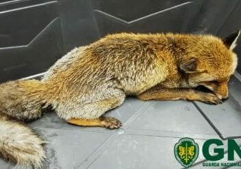 GNR resgata raposa debilitada em Manteigas