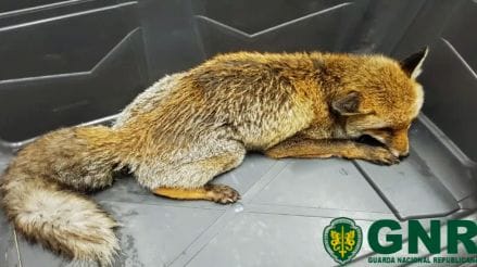 GNR resgata raposa debilitada em Manteigas