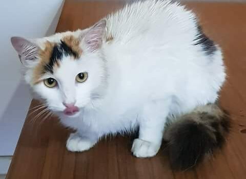 Gata bastante meiga, com cerca de 1 ano, recolhida na Rua da Granja em Castelo B