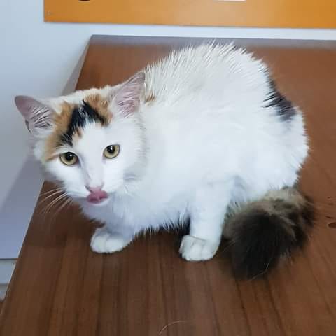 Gata bastante meiga, com cerca de 1 ano