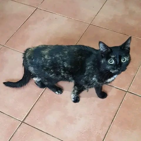 Procura-se dono