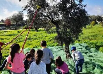 «Recriação da Apanha da Azeitona» nas Hortas Sociais da Quinta do Chinco