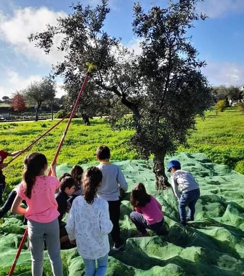 «Recriação da Apanha da Azeitona» nas Hortas Sociais da Quinta do Chinco