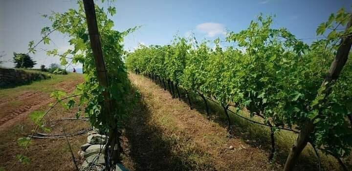Abertura de candidaturas para jovens agricultores em plantações de vinha
