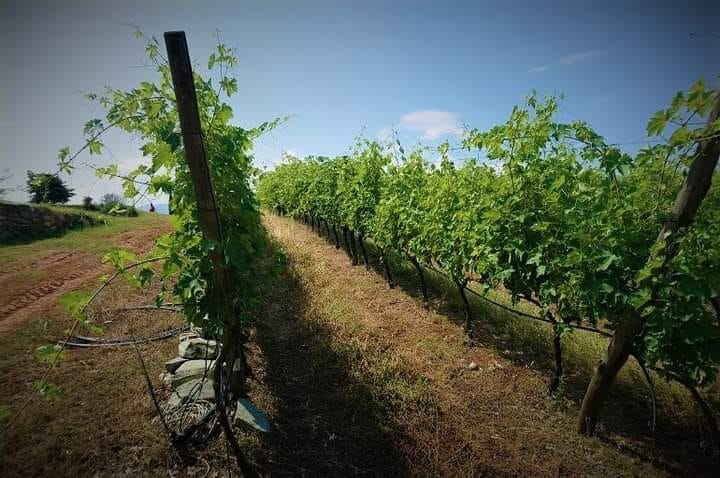 Abertura de candidaturas para jovens agricultores em plantações de vinha