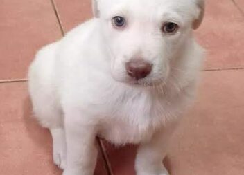 Cachorrinho com aproximadamente 6 semanas de idade, recolhido em Benquerenças se