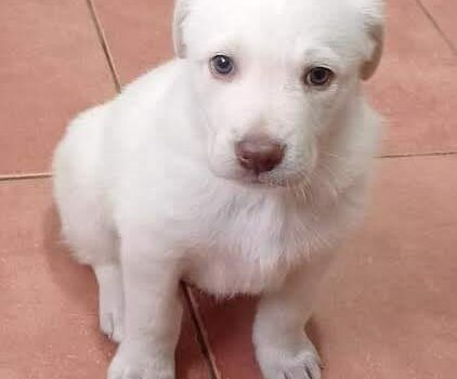 Cachorrinho com aproximadamente 6 semanas de idade, recolhido em Benquerenças se