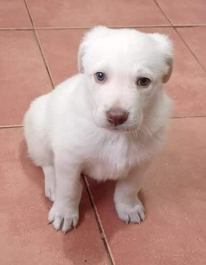 Cachorrinho com aproximadamente 6 semanas de idade