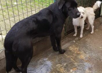 Cães machos