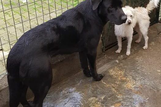 Cães machos, com cerca de 2 (preto) e 4 (branco) anos, respectivamente