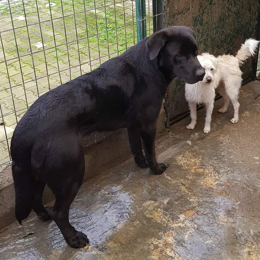 Cães machos, com cerca de 2 (preto) e 4 (branco) anos, respectivamente