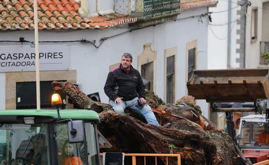 Madeiro de Penamacor já está no adro da Igreja:
