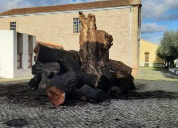 Madeiro já está no Adro da Igreja de Oledo