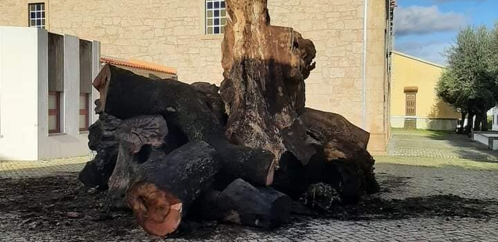 Madeiro já está no Adro da Igreja de Oledo