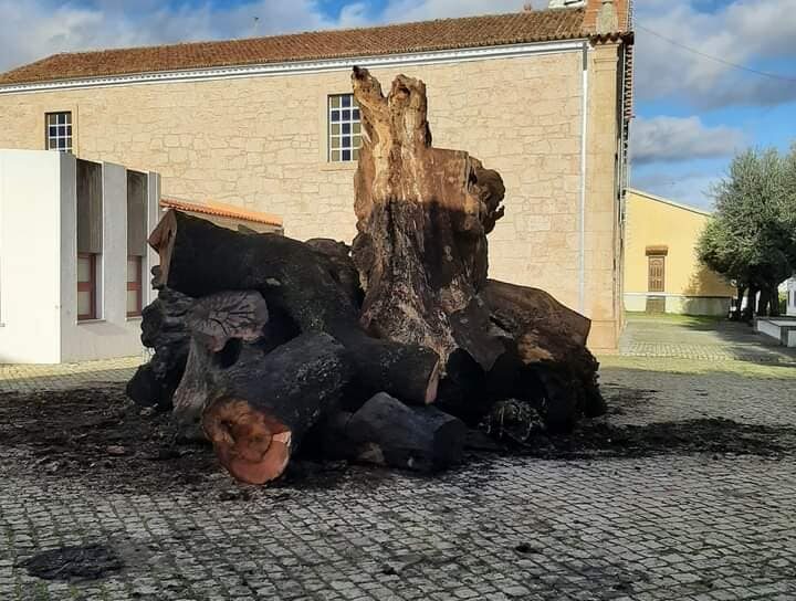 Madeiro já está no Adro da Igreja de Oledo