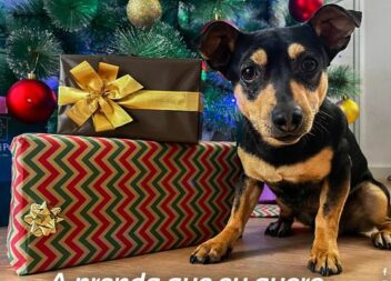 Nesta quadra natalícia, seja responsável ,eles não trazem talão de devolução!