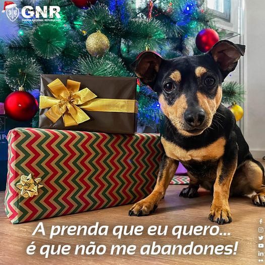 Nesta quadra natalícia, seja responsável ,eles não trazem talão de devolução!