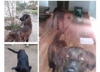 Procura-se o(s) dono(s)