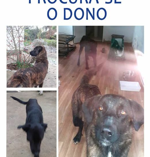 Procura-se o(s) dono(s)