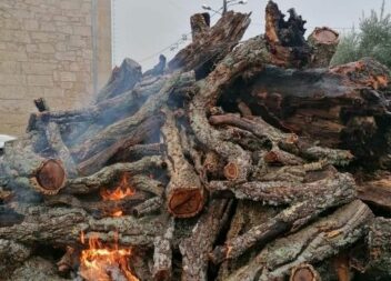 Tradição do Madeiro em Oledo: Este é o ano do Tomás Pires