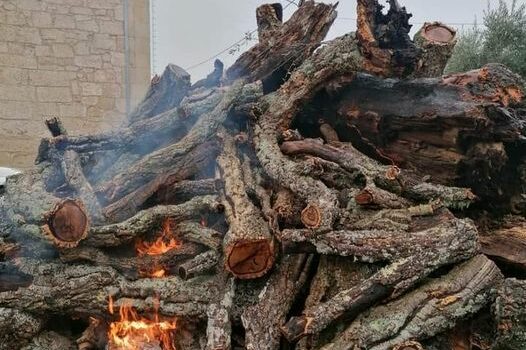 Tradição do Madeiro em Oledo: Este é o ano do Tomás Pires