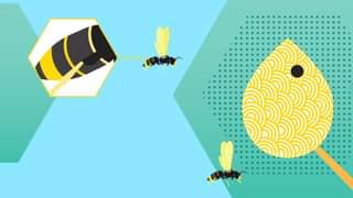 Vespa Velutina - Asiática - O que fazer?