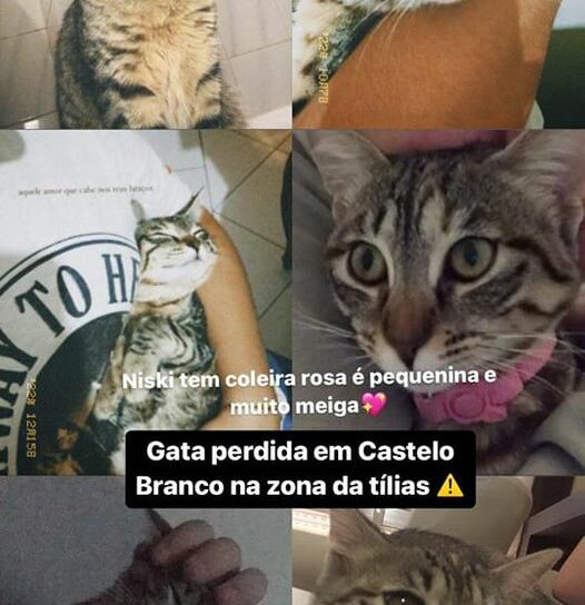 Castelo Branco