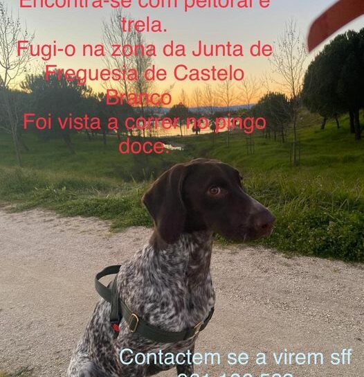 Castelo Branco