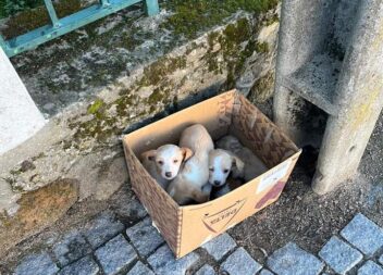 4 cachorros abandonados procuram família de acolhimento temporário, com todas as
