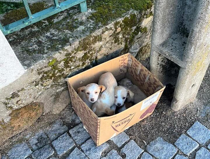 4 cachorros abandonados procuram família de acolhimento temporário