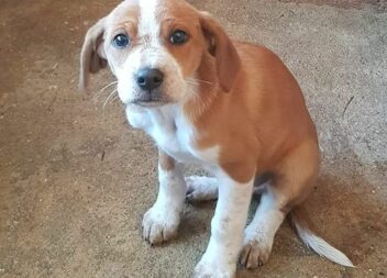 Cachorro macho com cerca de 2 meses recolhido na Lardosa, sem qualquer tipo de i