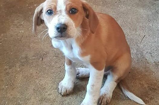 Cachorro macho com cerca de 2 meses recolhido na Lardosa, sem qualquer tipo de i