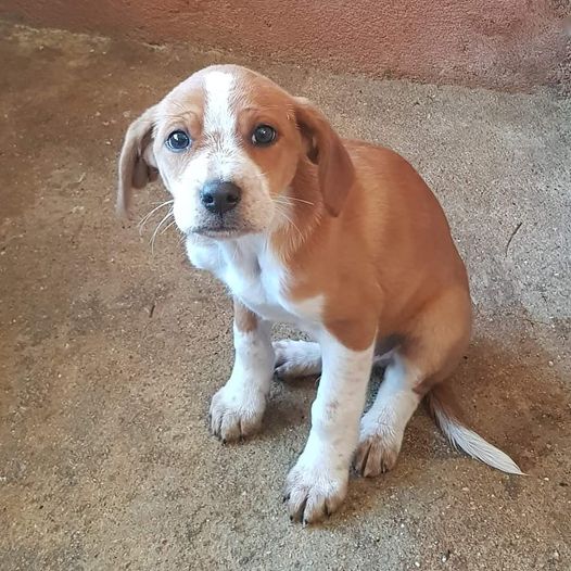 Cachorro macho com cerca de 2 meses recolhido na Lardosa