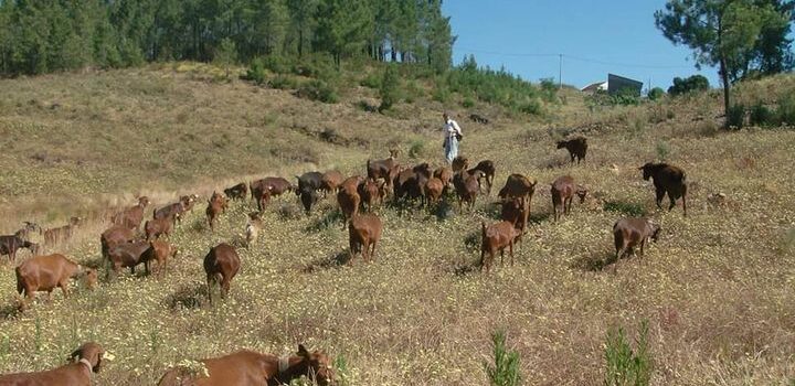 Candidaturas abertas para apoio aos agricultores