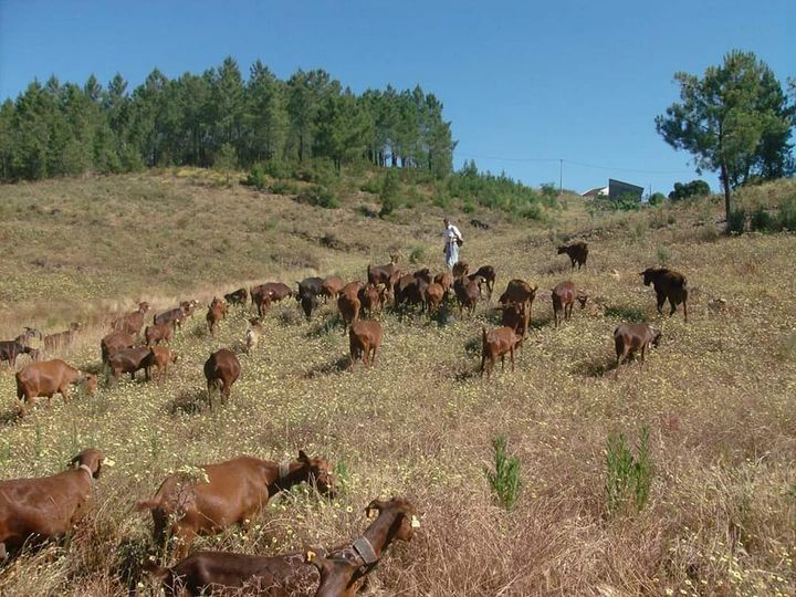 Candidaturas abertas para apoio aos agricultores