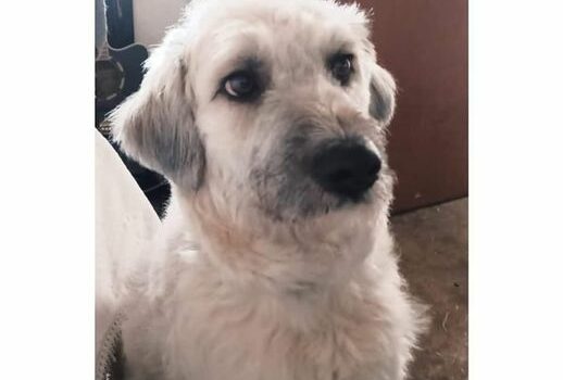 O Bola desapareceu na tarde de terça feira, 3 de janeiro, próximo da discoteca A