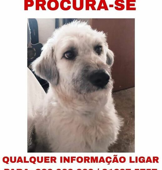 O Bola desapareceu na tarde de terça feira, 3 de janeiro